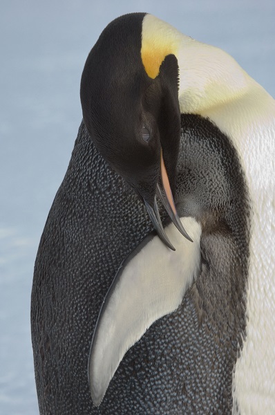 Foto - Güney Kutbu'nda 4 koloni keşfedildi