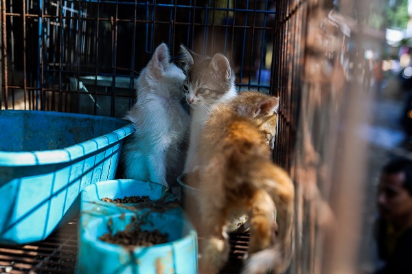 Foto - Güneydoğu Asya'da yasadışı kuş ticareti büyüyor