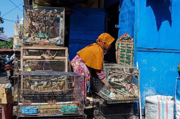 Foto - Güneydoğu Asya'da yasadışı kuş ticareti büyüyor