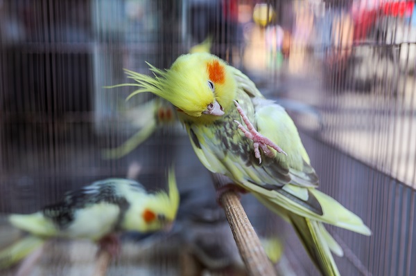 Foto - Güneydoğu Asya'da yasadışı kuş ticareti büyüyor