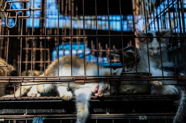 Foto - Güneydoğu Asya'da yasadışı kuş ticareti büyüyor