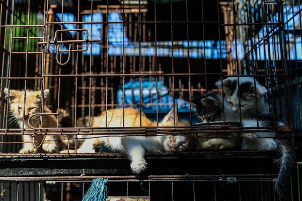 Foto - Güneydoğu Asya'da yasadışı kuş ticareti büyüyor