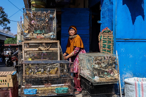 Foto - Güneydoğu Asya'da yasadışı kuş ticareti büyüyor