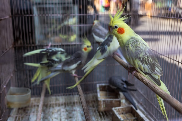 Foto - Güneydoğu Asya'da yasadışı kuş ticareti büyüyor
