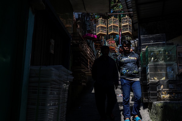 Foto - Güneydoğu Asya'da yasadışı kuş ticareti büyüyor