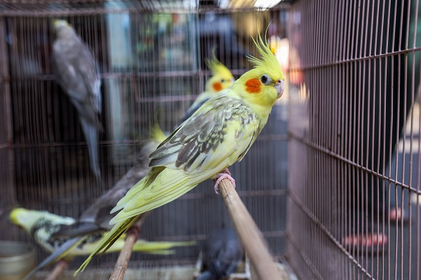 Foto - Güneydoğu Asya'da yasadışı kuş ticareti büyüyor