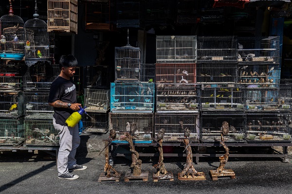 Foto - Güneydoğu Asya'da yasadışı kuş ticareti büyüyor