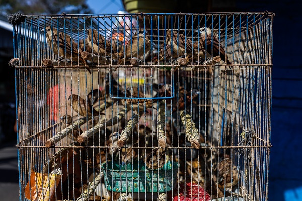 Foto - Güneydoğu Asya'da yasadışı kuş ticareti büyüyor