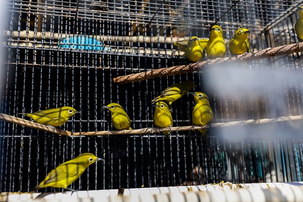 Güneydoğu Asya'da yasadışı kuş ticareti büyüyor