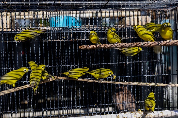 Foto - Güneydoğu Asya'da yasadışı kuş ticareti büyüyor
