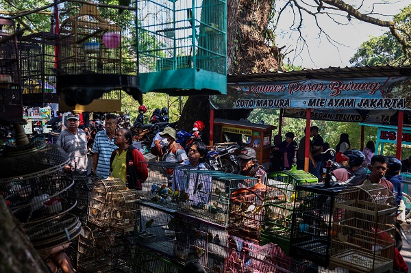 Foto - Güneydoğu Asya'da yasadışı kuş ticareti büyüyor