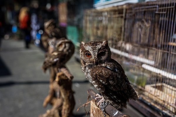 Foto - Güneydoğu Asya'da yasadışı kuş ticareti büyüyor