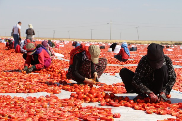 Foto - Günler süren emek! Di̇yarbakır’da yeti̇şi̇yor kapış kapış gi̇di̇yor