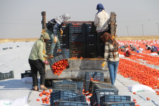Foto - Günler süren emek! Di̇yarbakır’da yeti̇şi̇yor kapış kapış gi̇di̇yor