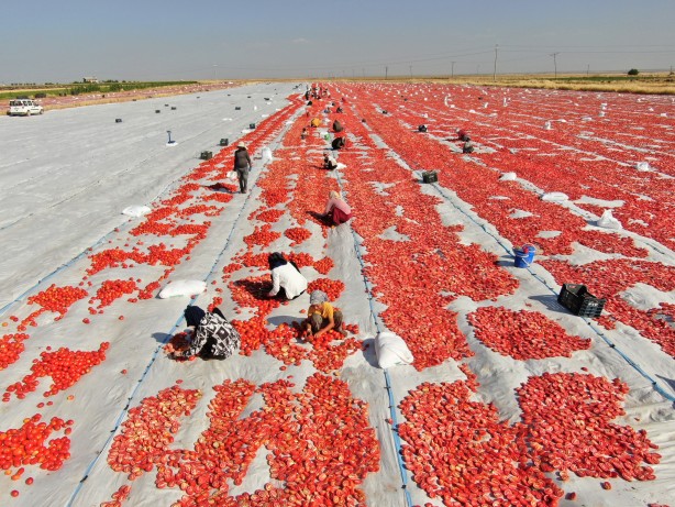 Günler süren emek! Di̇yarbakır’da yeti̇şi̇yor kapış kapış gi̇di̇yor