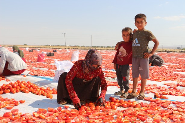 Foto - Günler süren emek! Di̇yarbakır’da yeti̇şi̇yor kapış kapış gi̇di̇yor