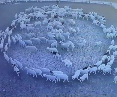 Foto - Günlerdir hiç durmadan daire çizerek dönen koyunlarla ilgili şok eden gelişme! 