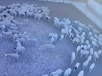 Foto - Günlerdir hiç durmadan daire çizerek dönen koyunlarla ilgili şok eden gelişme! 