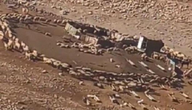 Foto - Günlerdir hiç durmadan daire çizerek dönen koyunlarla ilgili şok eden gelişme! 