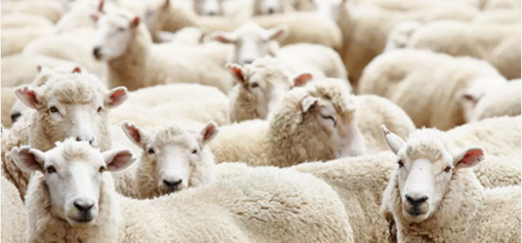 Foto - Günlerdir hiç durmadan daire çizerek dönen koyunlarla ilgili şok eden gelişme! 