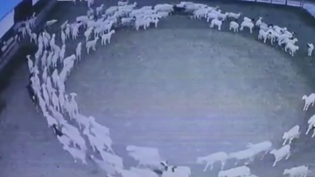 Foto - Günlerdir hiç durmadan daire çizerek dönen koyunlarla ilgili şok eden gelişme! 