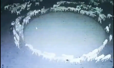 Günlerdir hiç durmadan daire çizerek dönen koyunlarla ilgili şok eden gelişme! 