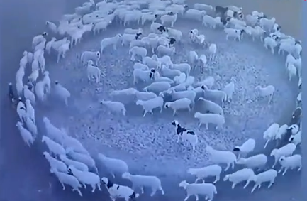 Foto - Günlerdir hiç durmadan daire çizerek dönen koyunlarla ilgili şok eden gelişme! 