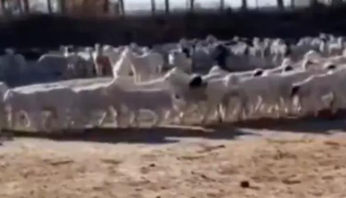 Foto - Günlerdir hiç durmadan daire çizerek dönen koyunlarla ilgili şok eden gelişme! 