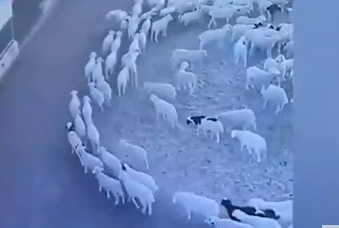 Foto - Günlerdir hiç durmadan daire çizerek dönen koyunlarla ilgili şok eden gelişme! 