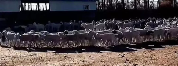 Foto - Günlerdir hiç durmadan daire çizerek dönen koyunlarla ilgili şok eden gelişme! 