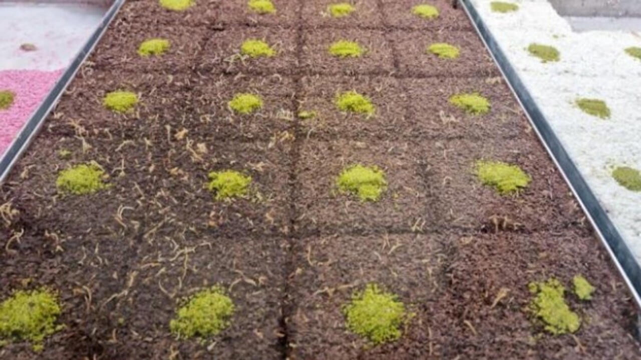 Günümüze kadar ulaşan harika lezzet! Osmanlı'nın geleneksel tatlısı güllaç nasıl yapılır?