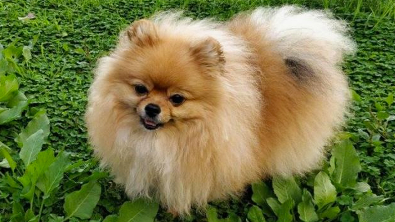 Foto - Gürsel Tekin kimdir? CHP'den istifa eden Gürsel Tekin kayyım atanmadan bir gün önce bakın nasıl bir kurnazlık yapmış