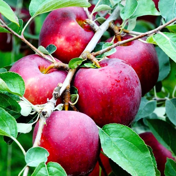 Foto - Gut hastalığına yol açan Ürik asidi azaltmanın yolları