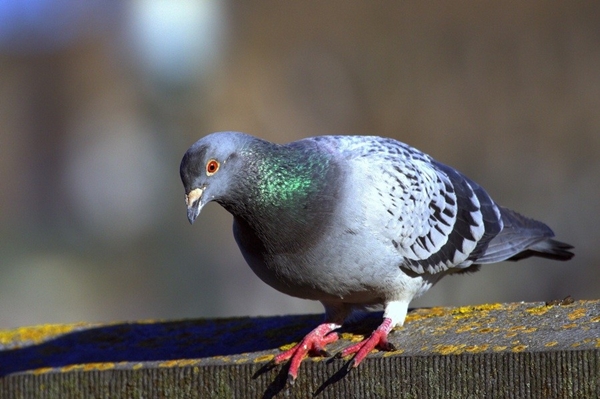 Güvercinler yönlerini nasıl bulur?
