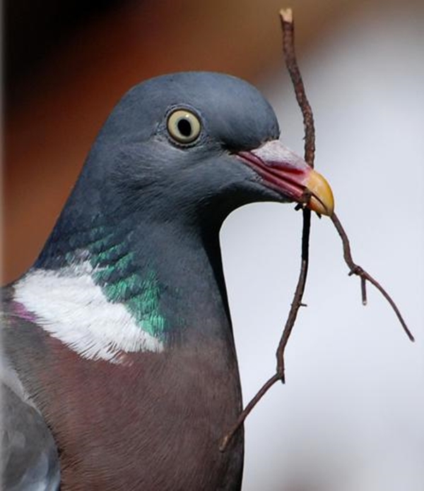 Foto - Güvercinler yönlerini nasıl bulur?