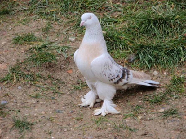 Foto - Güvercinler yönlerini nasıl bulur?