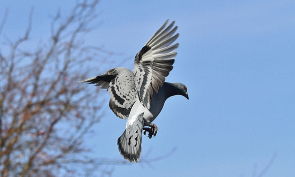 Foto - Güvercinler yönlerini nasıl bulur?