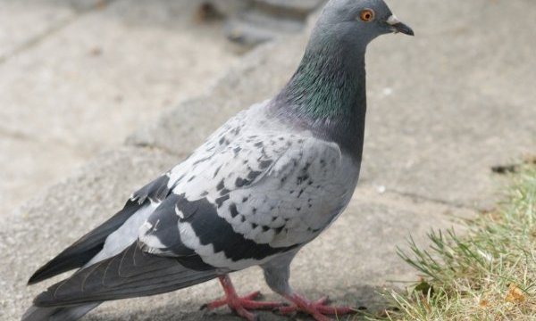 Foto - Güvercinler yönlerini nasıl bulur?