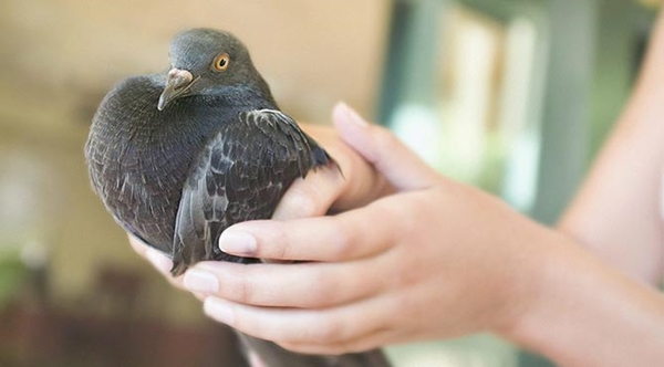 Foto - Güvercinler yönlerini nasıl bulur?