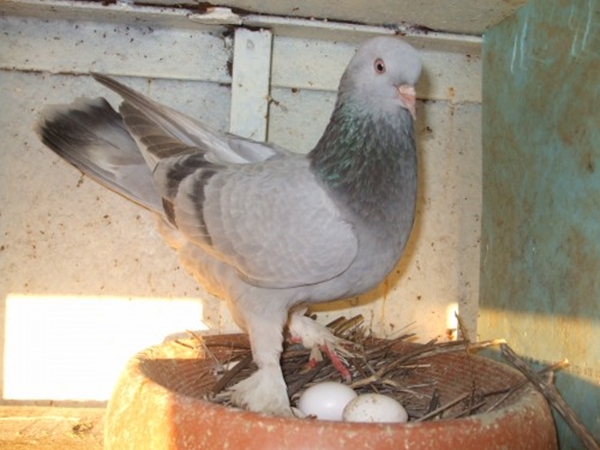 Foto - Güvercinler yönlerini nasıl bulur?