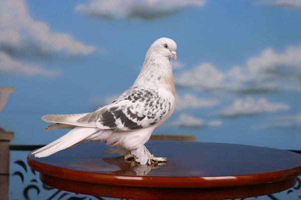 Foto - Güvercinler yönlerini nasıl bulur?