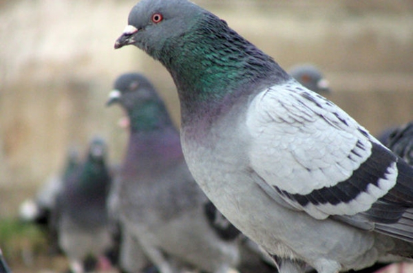 Foto - Güvercinler yönlerini nasıl bulur?