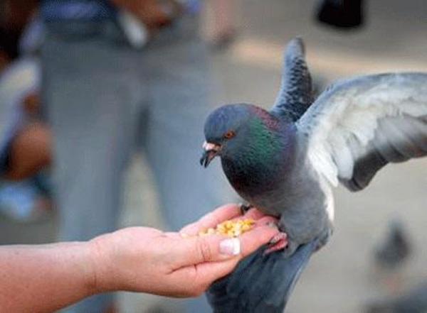 Foto - Güvercinler yönlerini nasıl bulur?