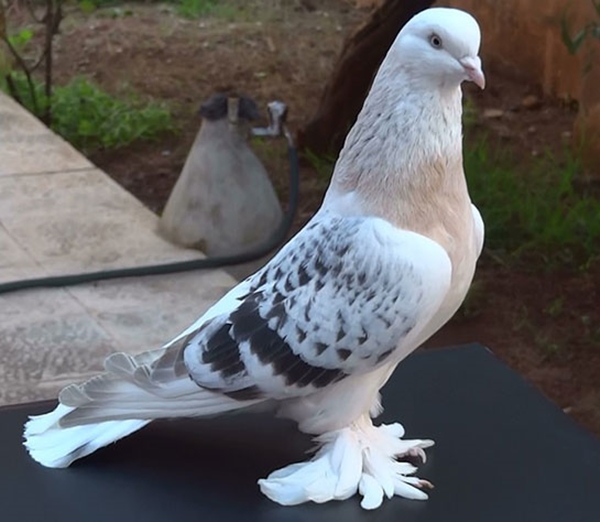 Foto - Güvercinler yönlerini nasıl bulur?