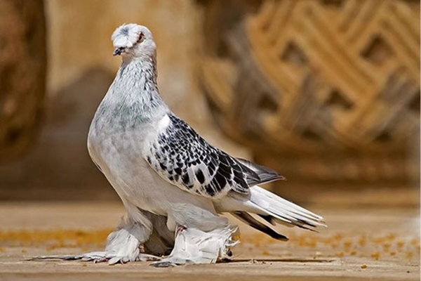 Foto - Güvercinler yönlerini nasıl bulur?