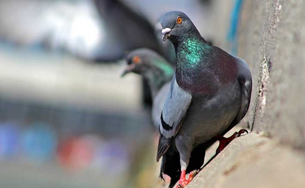 Foto - Güvercinler yönlerini nasıl bulur?