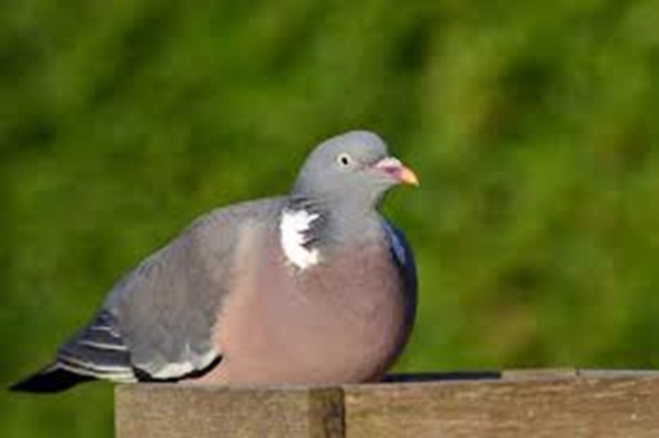 Foto - Güvercinler yönlerini nasıl bulur?