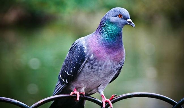 Foto - Güvercinler yönlerini nasıl bulur?