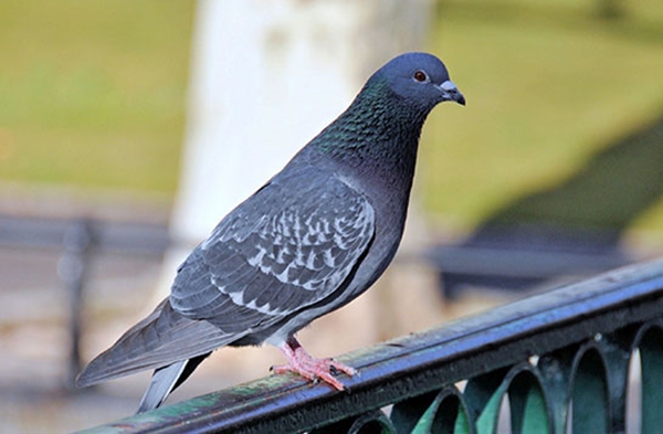 Foto - Güvercinler yönlerini nasıl bulur?