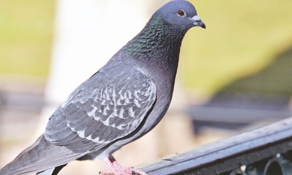 Foto - Güvercinler yönlerini nasıl bulur?